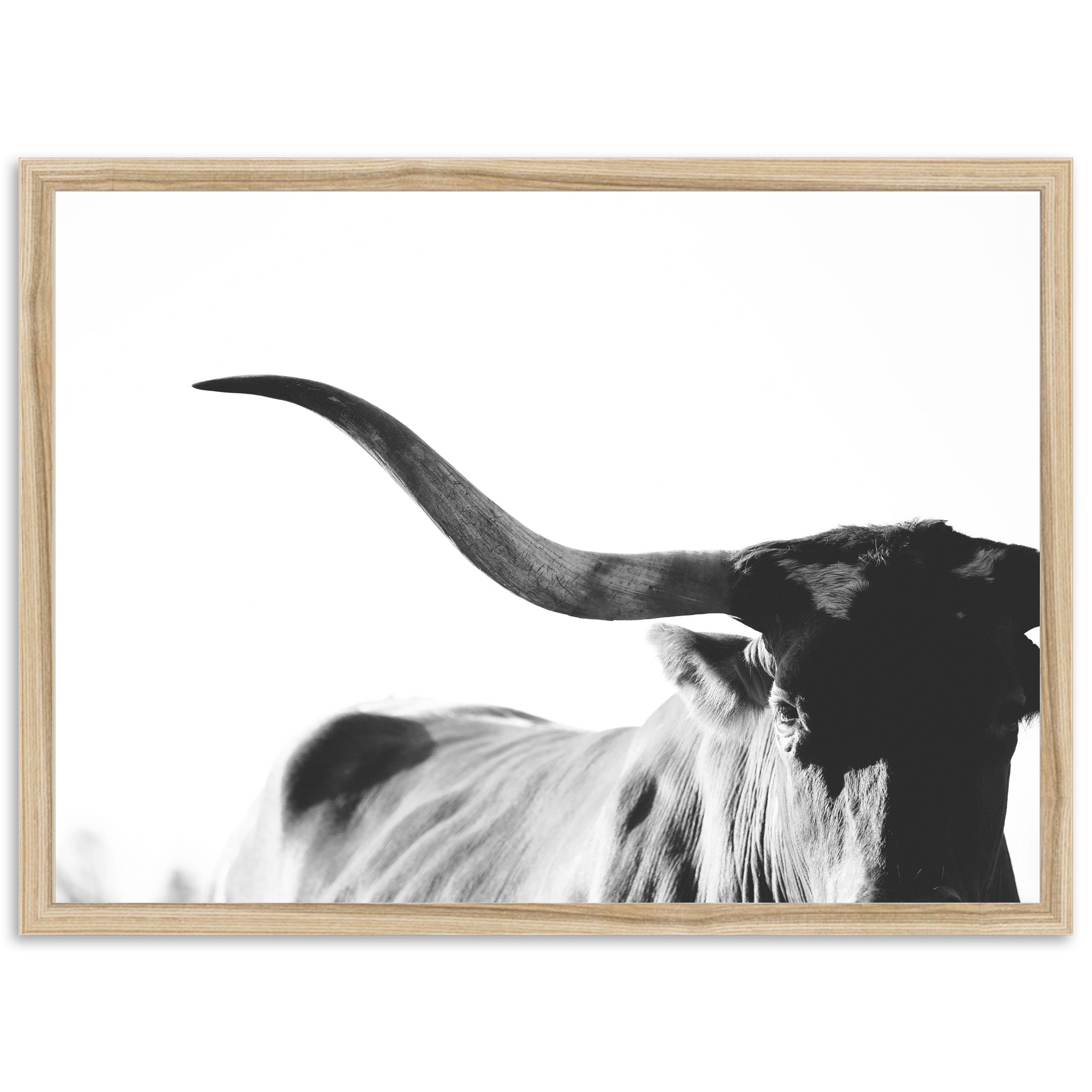 Longhorn - Shutter and Frame