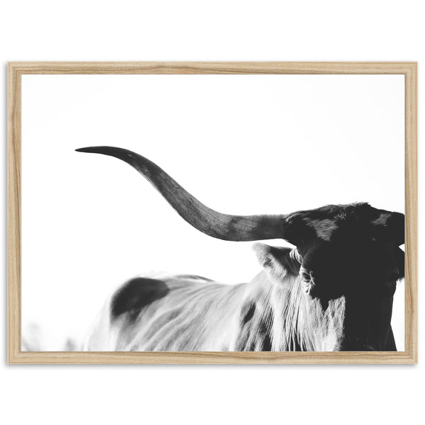 Longhorn - Shutter and Frame