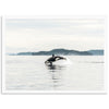 Orca - Shutter and Frame