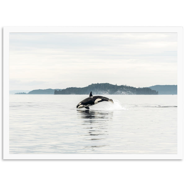 Orca - Shutter and Frame