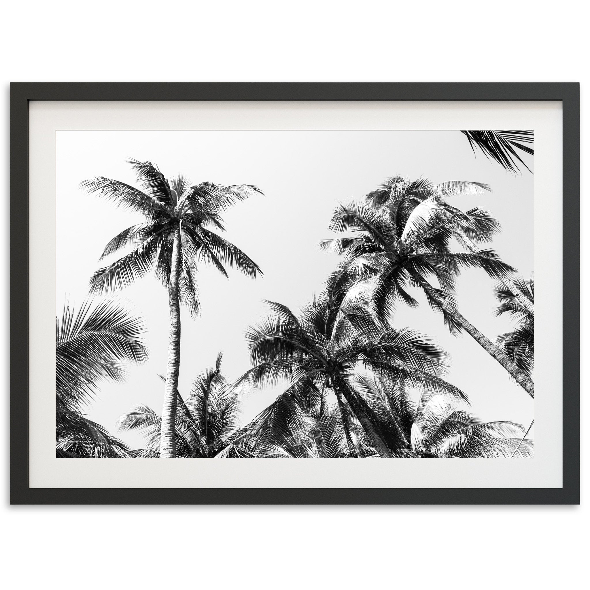 Under the Palms - Shutter and Frame