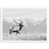 American Elk II - Shutter and Frame