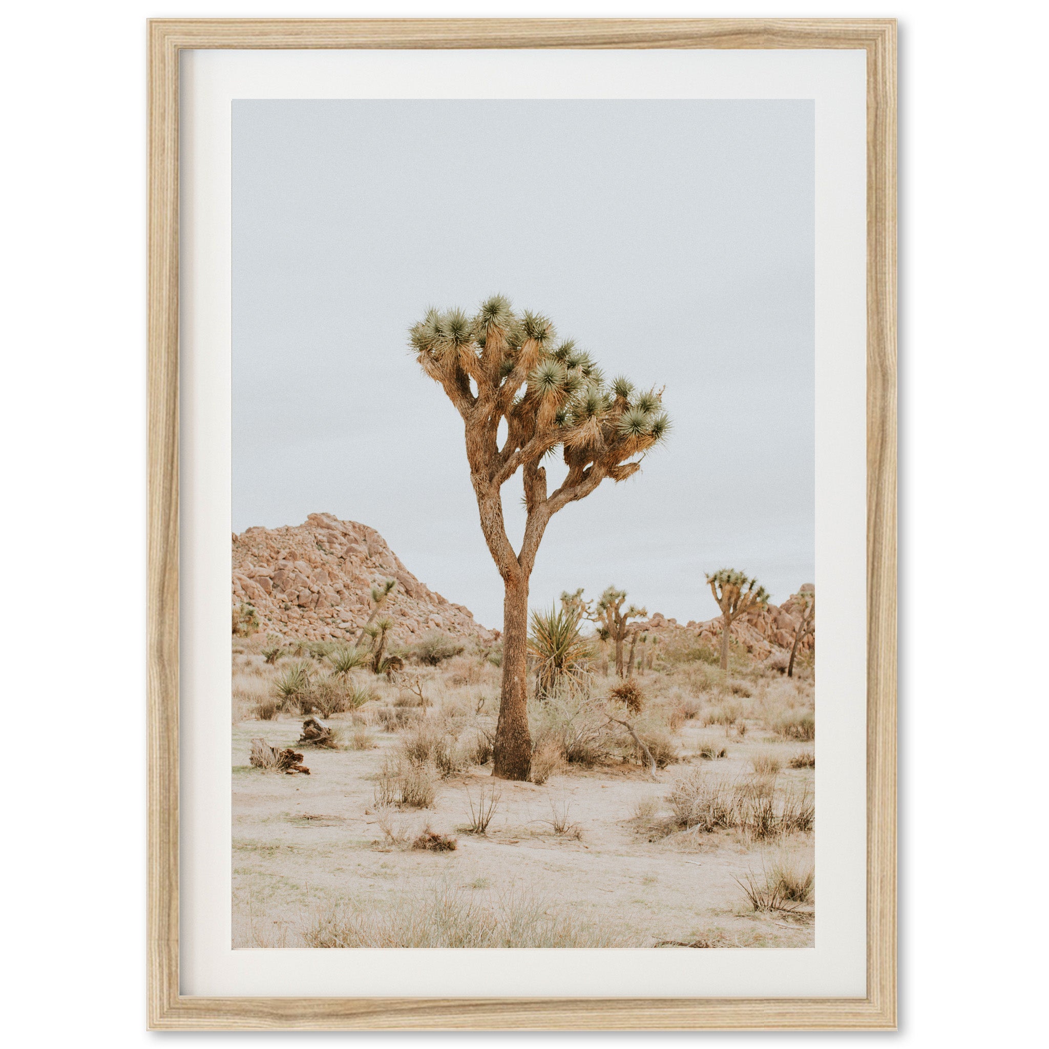 Joshua Tree II - Shutter and Frame