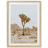 Joshua Tree II - Shutter and Frame