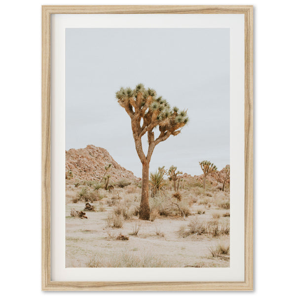 Joshua Tree II - Shutter and Frame