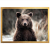 Bear - Shutter and Frame