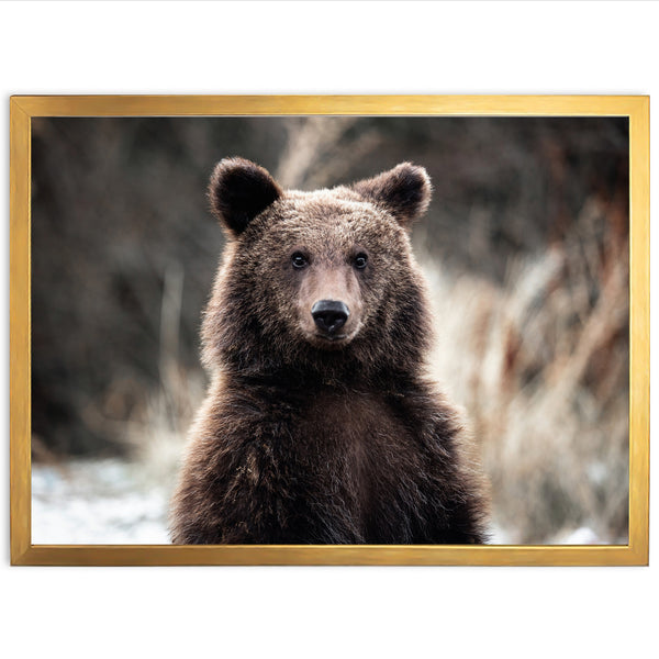 Bear - Shutter and Frame