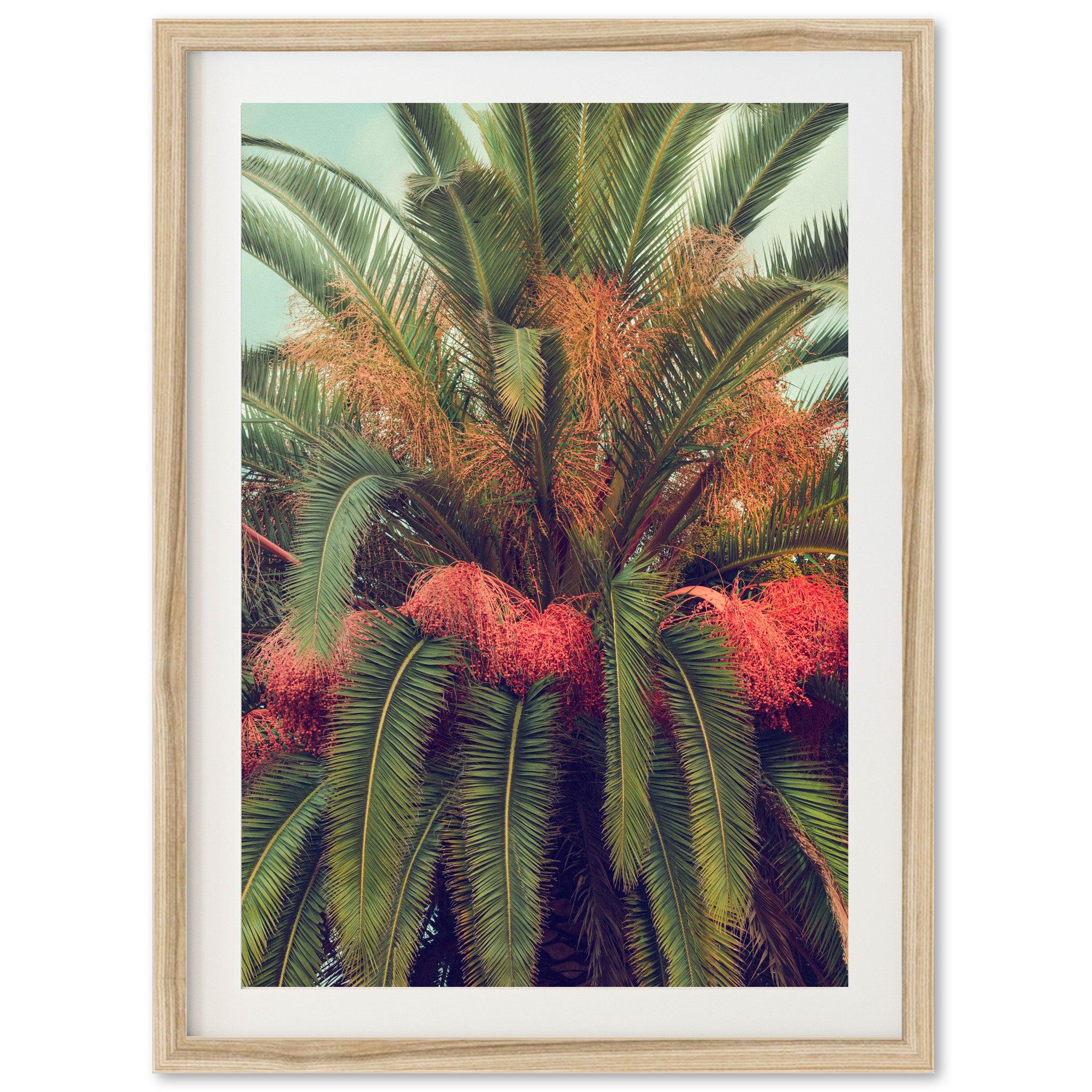 Queen Palm - Shutter and Frame