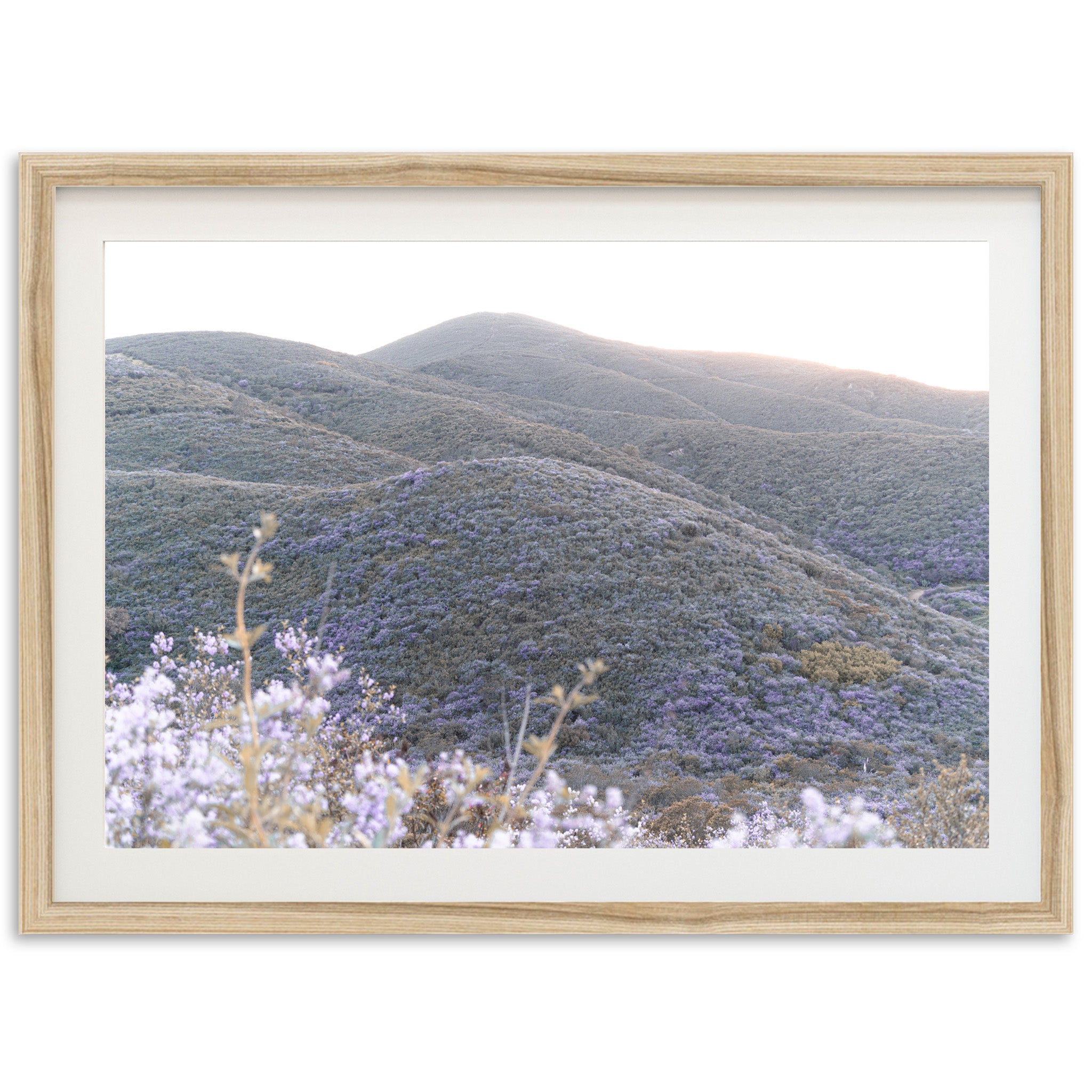 Lilac Bloom - Shutter and Frame