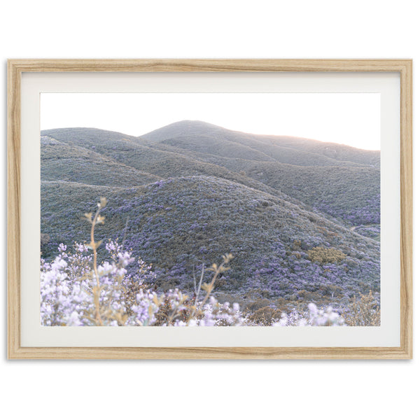 Lilac Bloom - Shutter and Frame