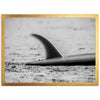 Single Fin - Shutter and Frame