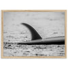 Single Fin - Shutter and Frame