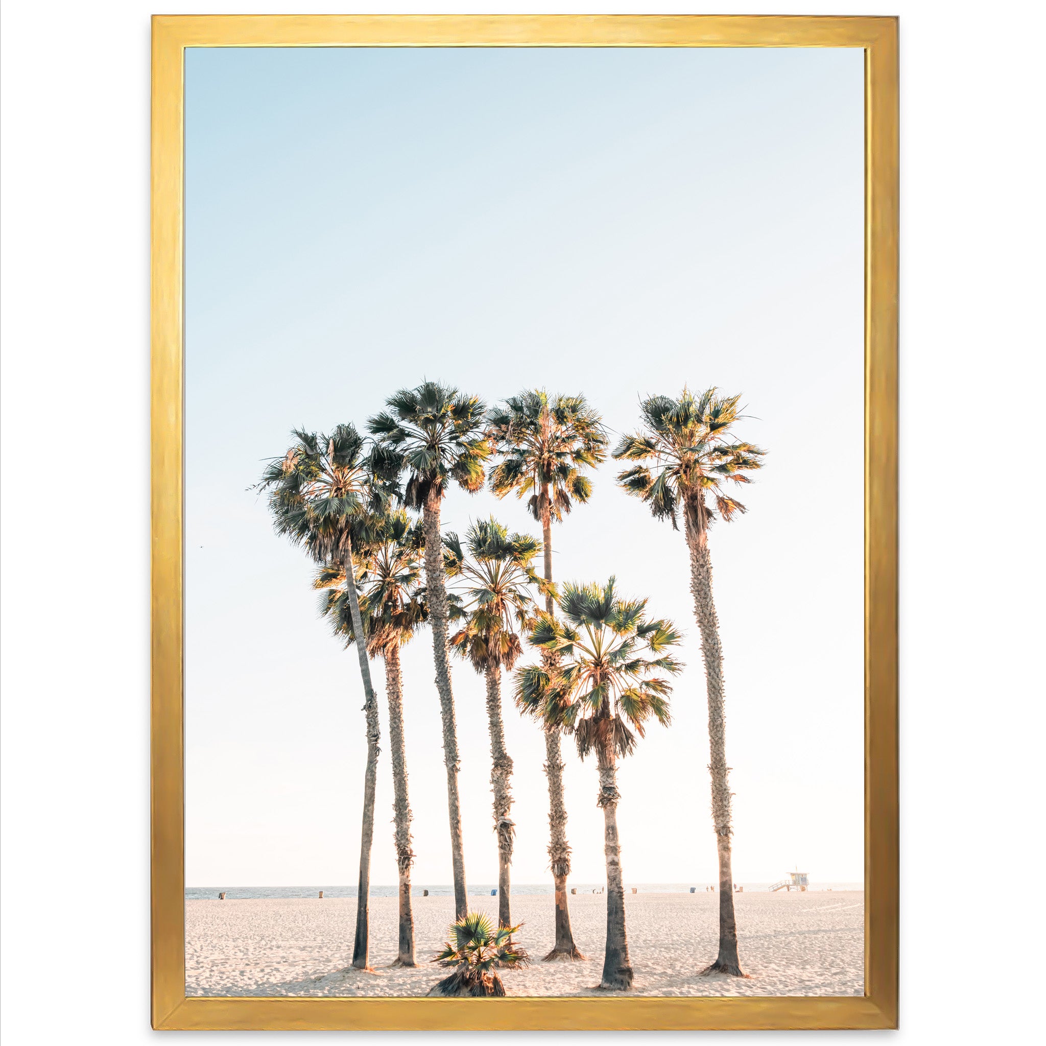 Beach Palms - Shutter and Frame