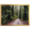 Redwood Road - Shutter and Frame
