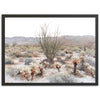 Ocotillo - Shutter and Frame