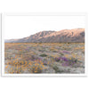 Desert Bloom - Shutter and Frame