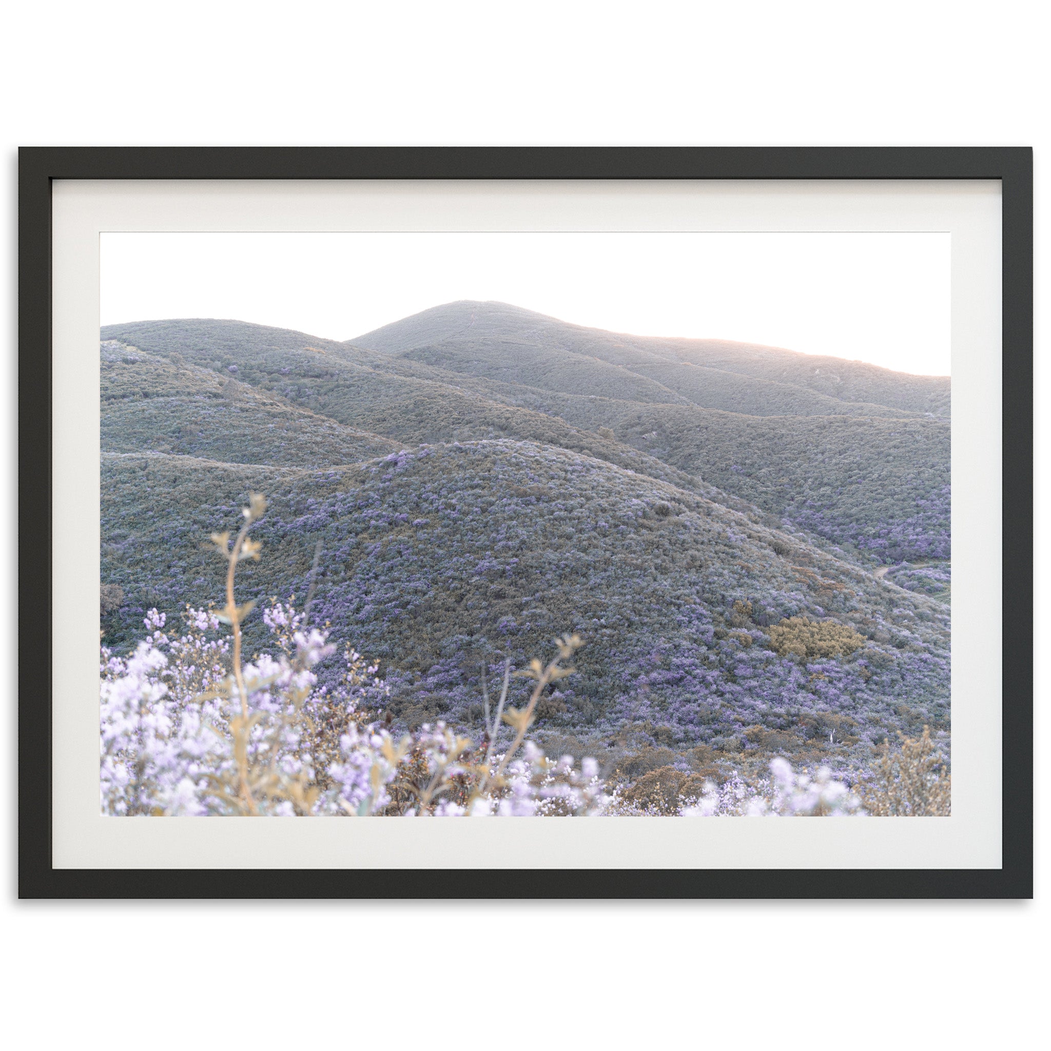 Lilac Bloom - Shutter and Frame