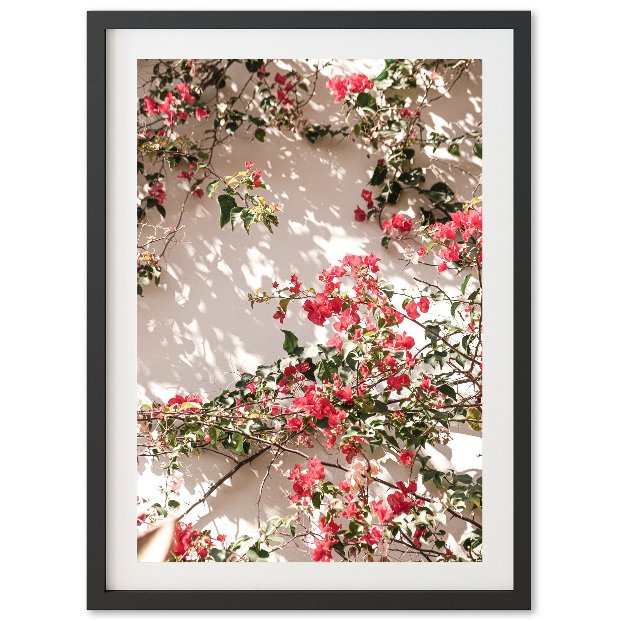 Bougainvillea - Shutter and Frame