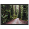Redwood Road - Shutter and Frame