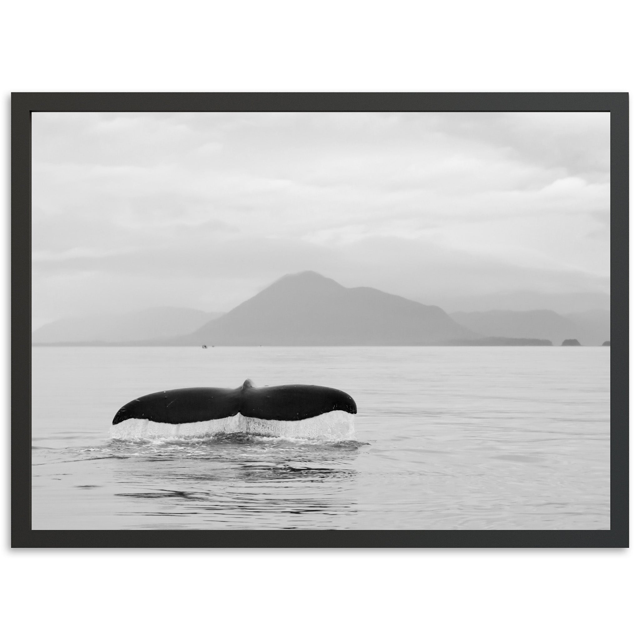Tale of a Whale - Shutter and Frame