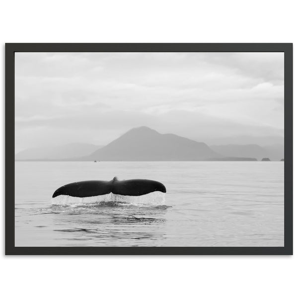 Tale of a Whale - Shutter and Frame