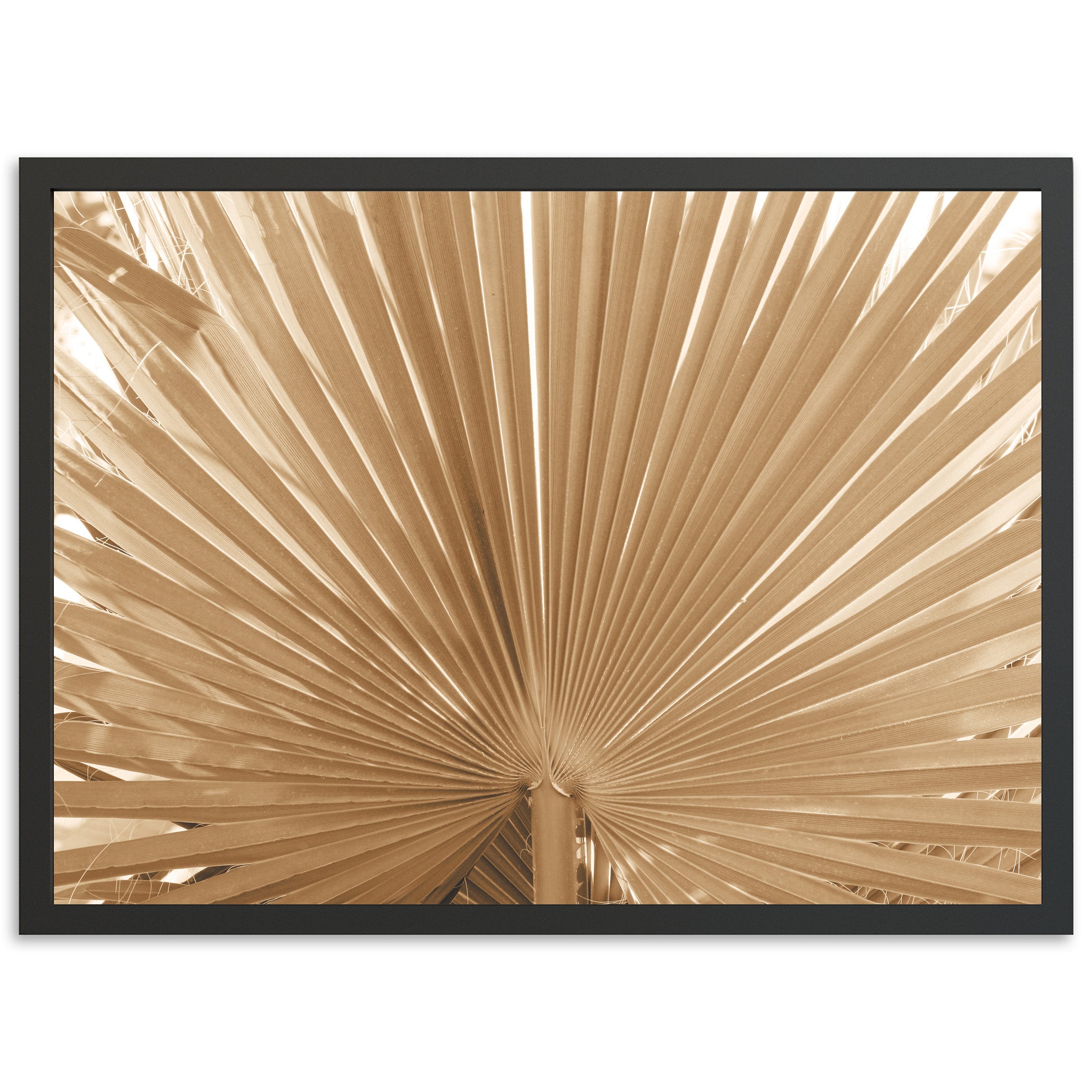 Palma - Shutter and Frame