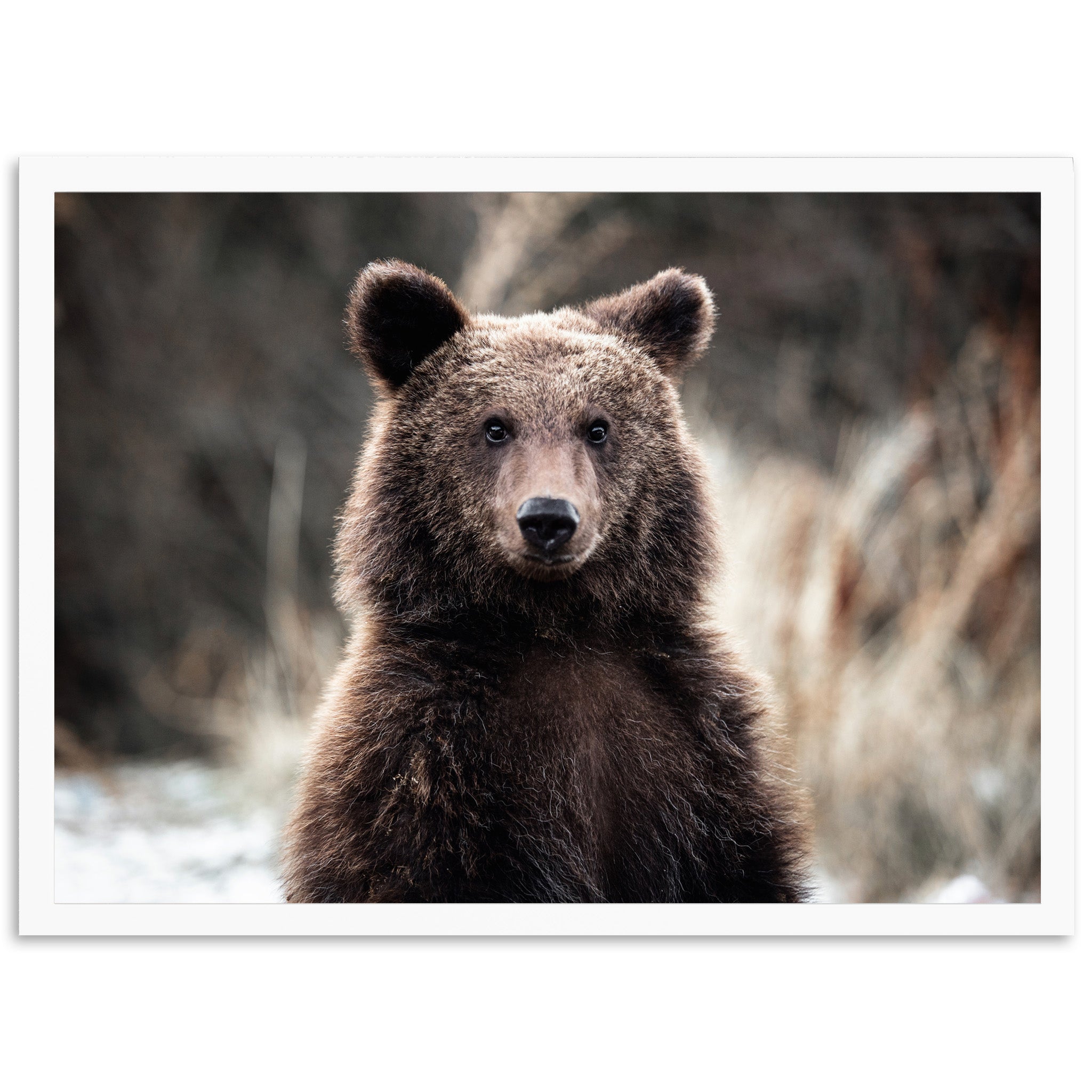 Bear - Shutter and Frame
