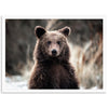 Bear - Shutter and Frame