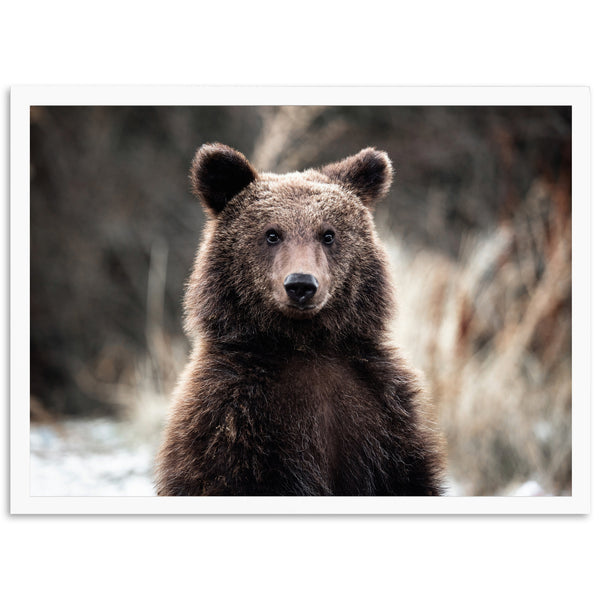 Bear - Shutter and Frame