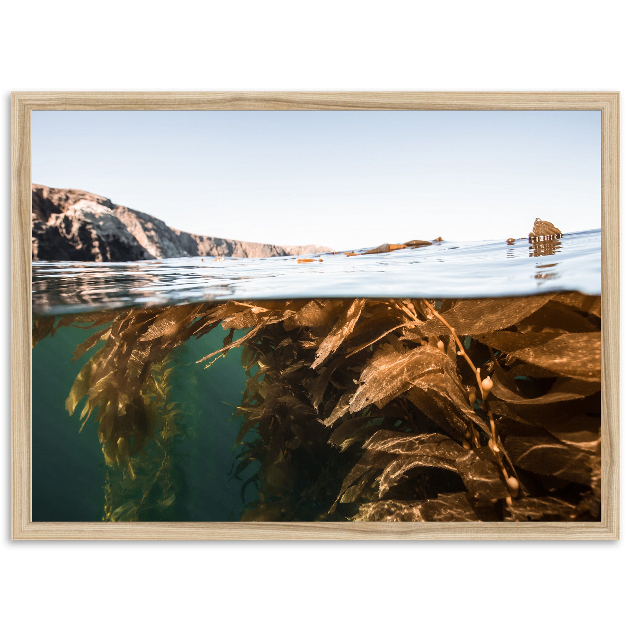Kelp Forest - Shutter and Frame