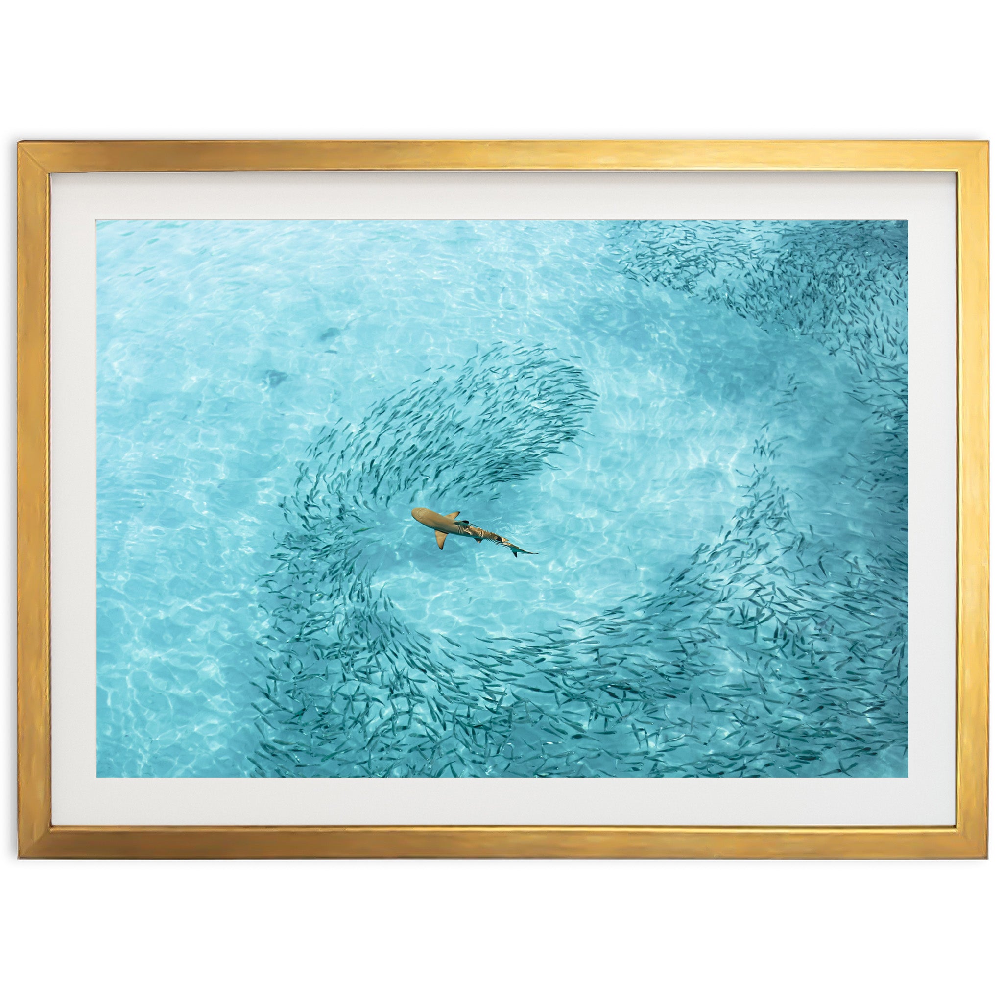 Lurking - Shutter and Frame