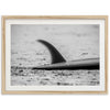 Single Fin - Shutter and Frame