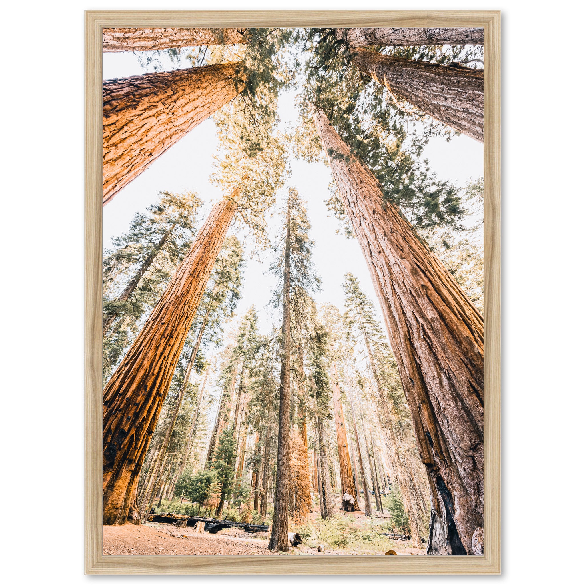 Giants - Shutter and Frame