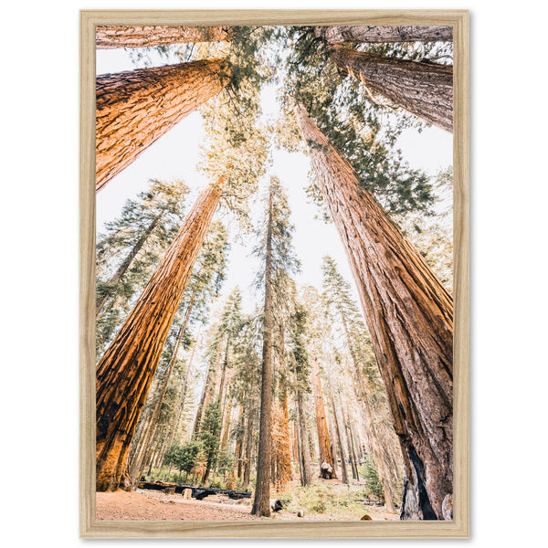 Giants - Shutter and Frame