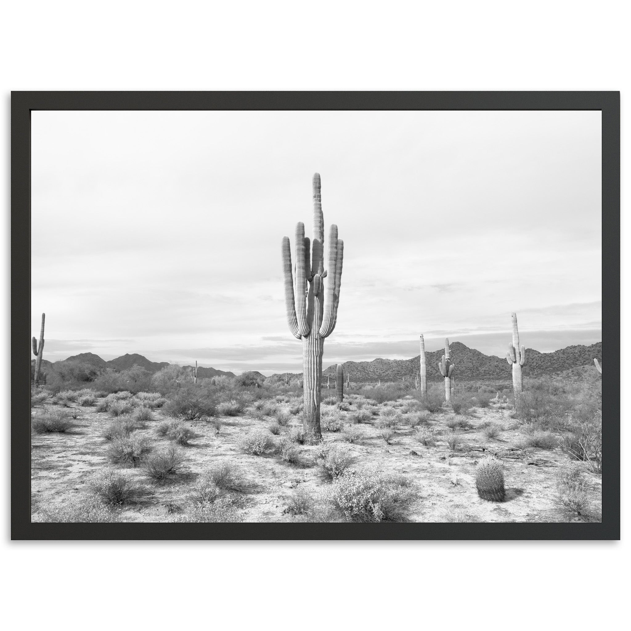 Sonora II - Shutter and Frame
