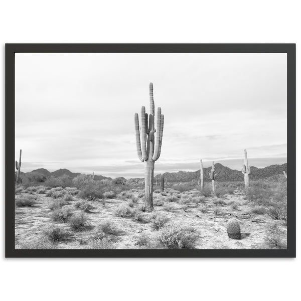 Sonora II - Shutter and Frame