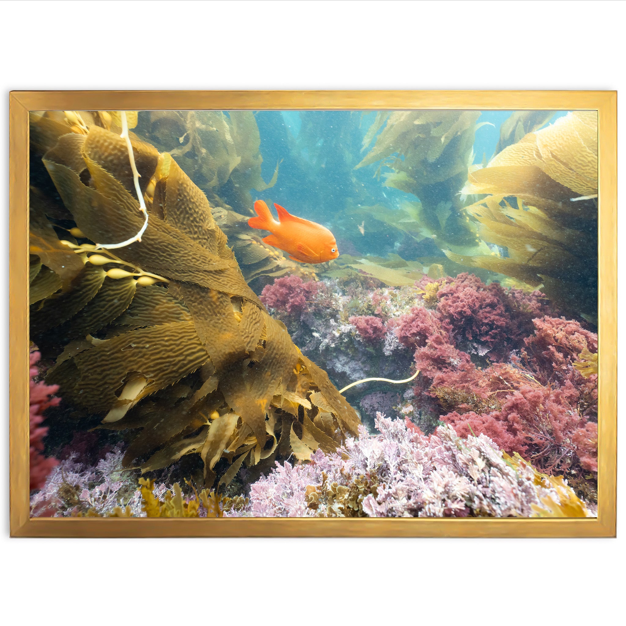 Garibaldi