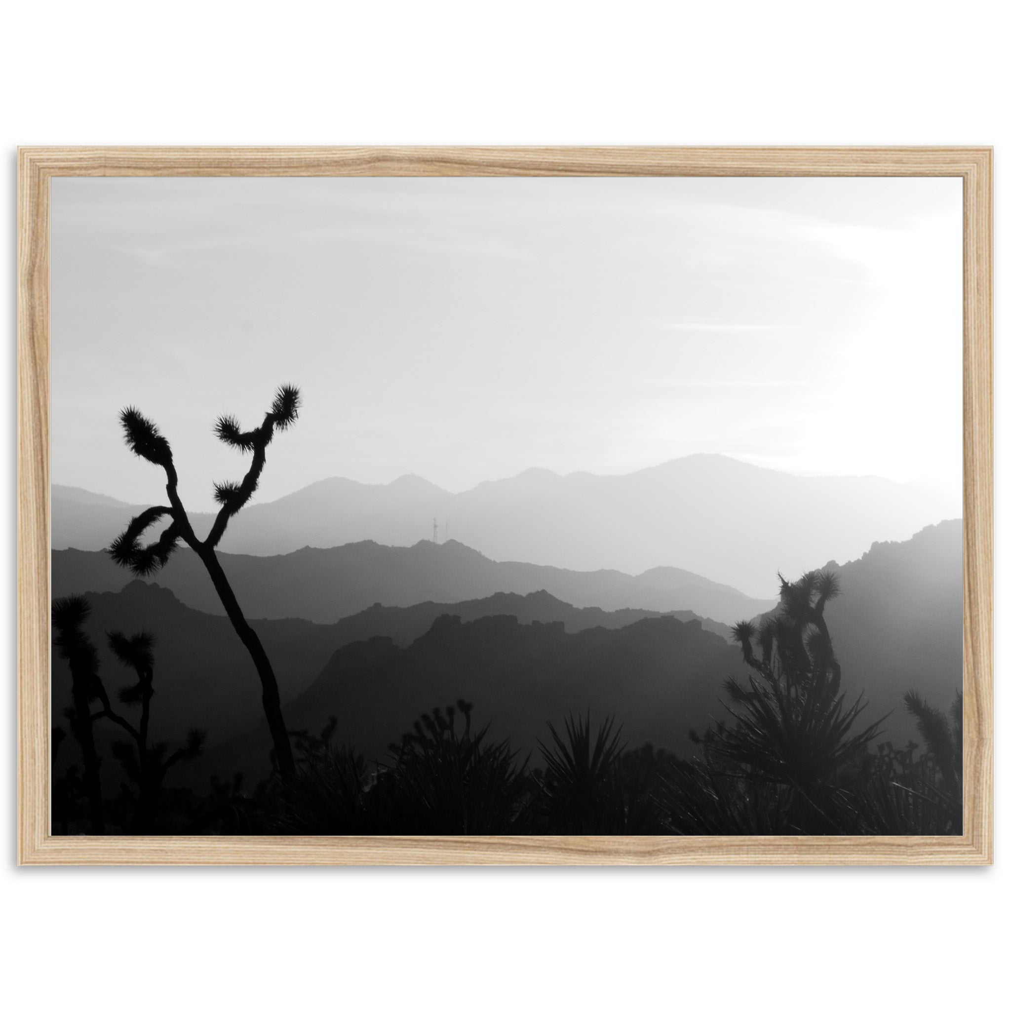 J Tree - Shutter and Frame