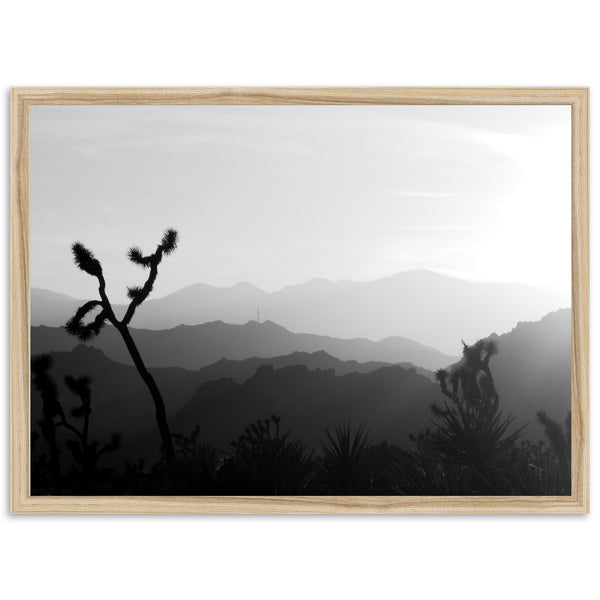 J Tree - Shutter and Frame