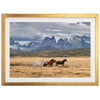 Wild Patagonia - Shutter and Frame