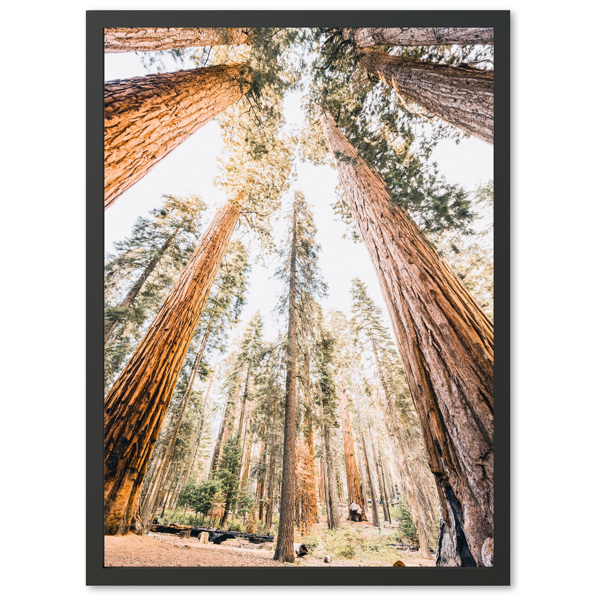 Giants - Shutter and Frame