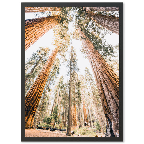 Giants - Shutter and Frame