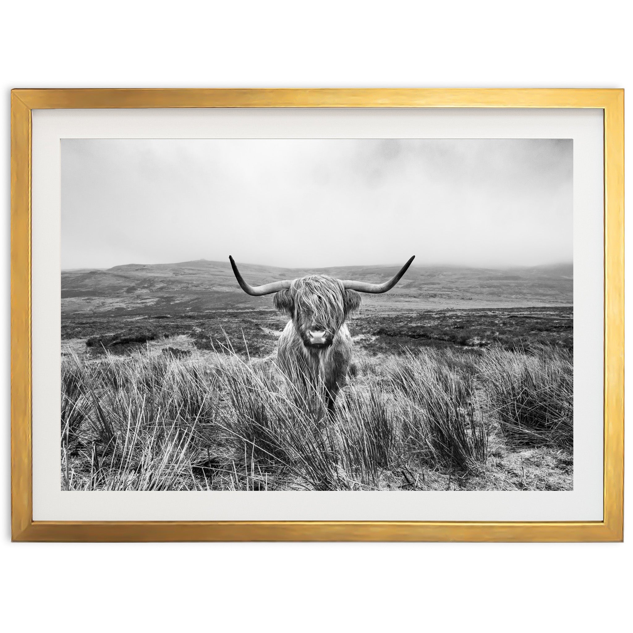Highland Cow - Shutter and Frame