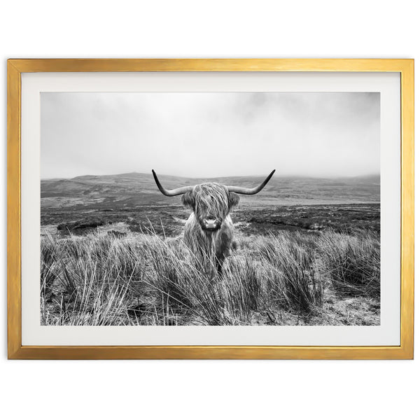 Highland Cow - Shutter and Frame
