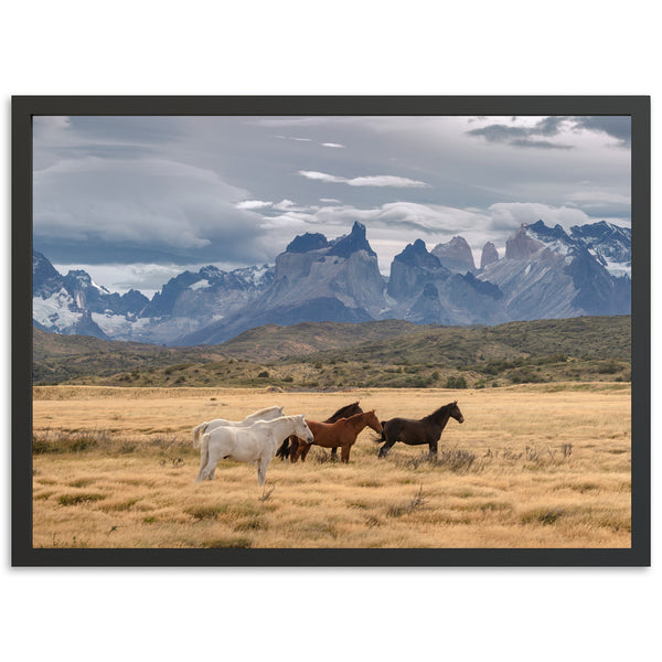 Wild Patagonia - Shutter and Frame
