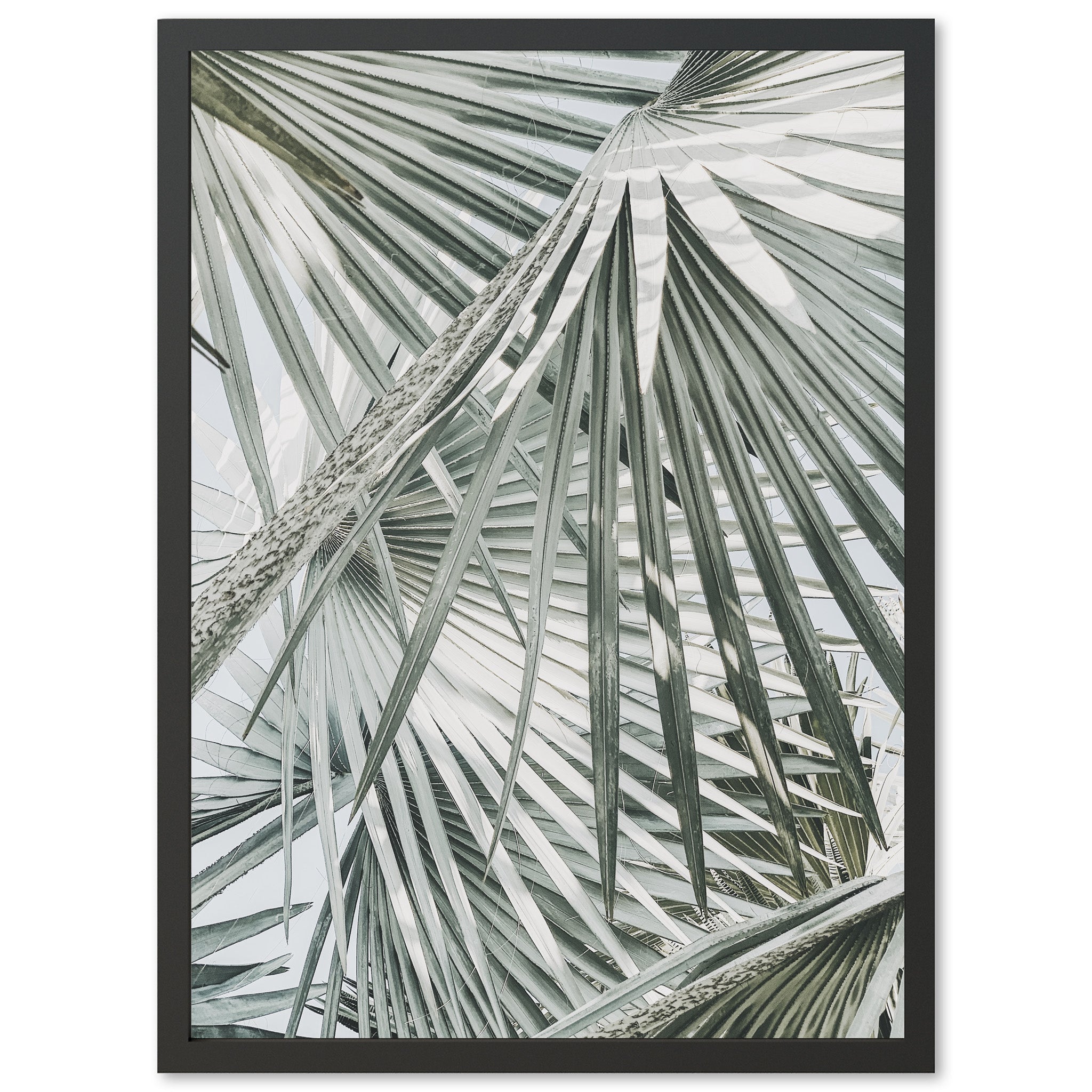 Palm Fan - Shutter and Frame