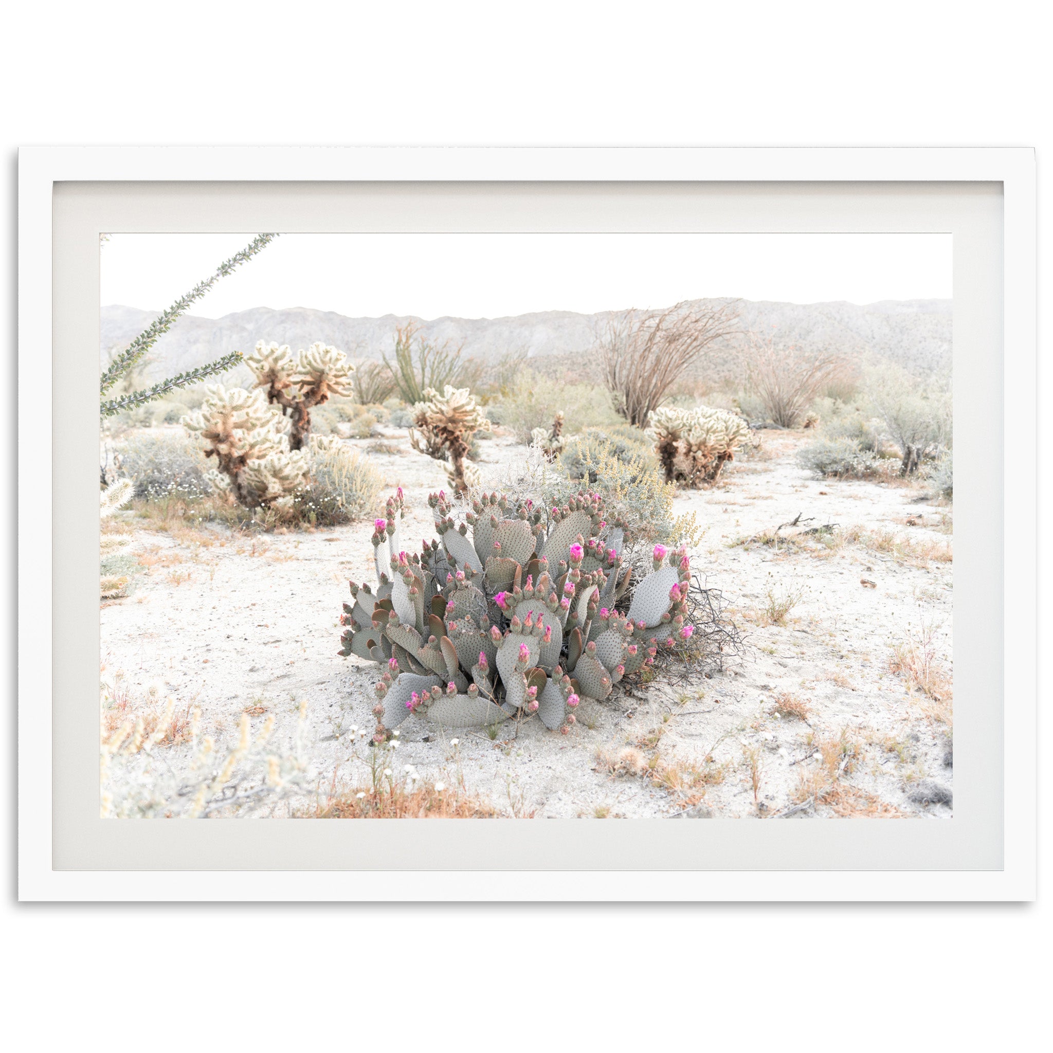 Desert Roses - Shutter and Frame