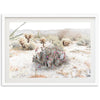 Desert Roses - Shutter and Frame