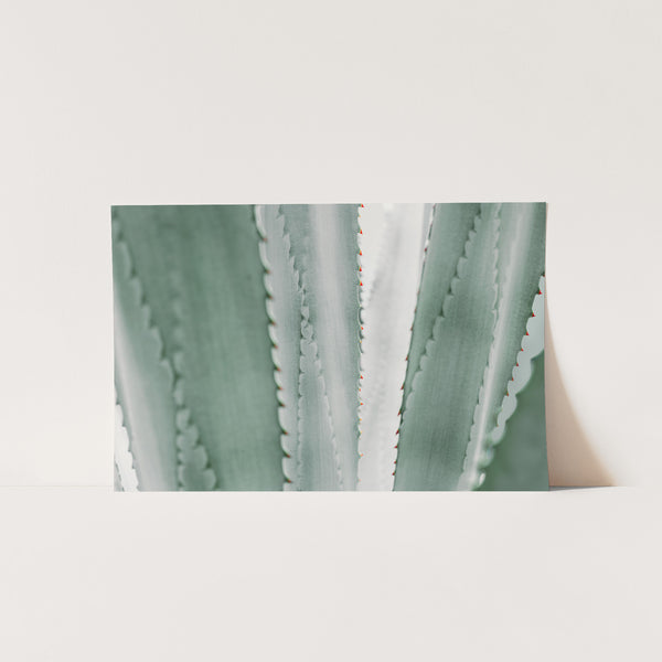 Agave - Shutter and Frame