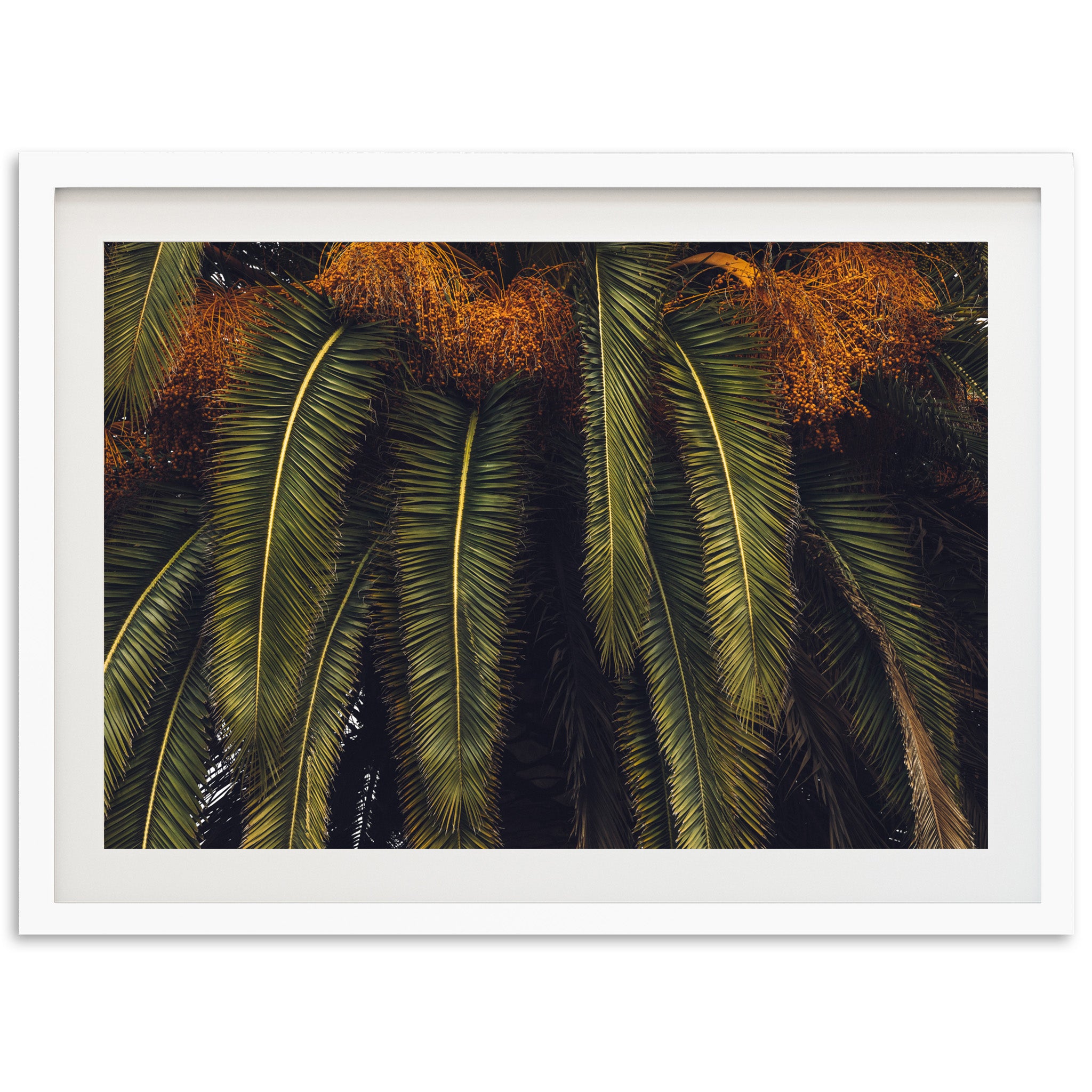 King Palm - Shutter and Frame